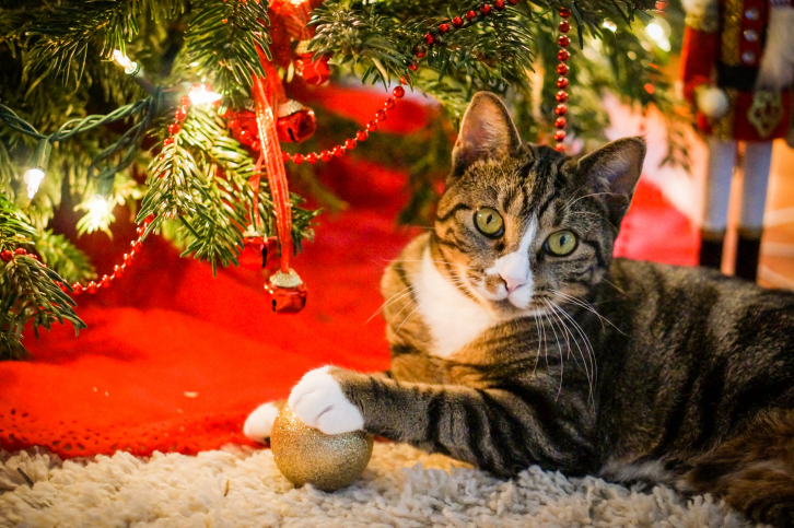 Keep your pets healthy and safe for the holidays - Health Advocate Blog